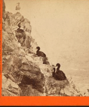 Shags on their nests, Farallone Isl's,  Pacific Ocean. 1867?-1880? ca. 1878