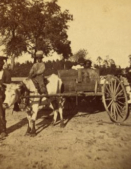 [Transporting cotton in an oxcart.] 1868?-1900?