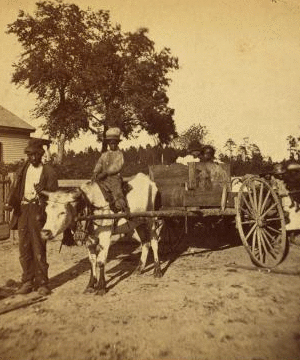 [Transporting cotton in an oxcart.] 1868?-1900?