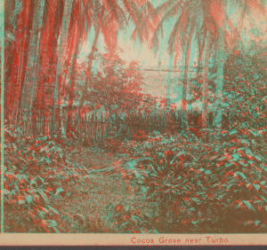 Cocoa grove near Turbo. 1870?-1871?