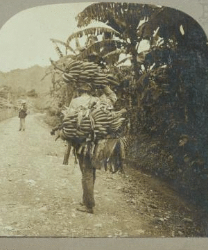 A good load, Jamaica. 1899