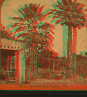 Palms at Los Angeles, Cal. 1870?-1909? 1878?