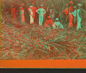 Sugar cane cutting. 1868?-1901?