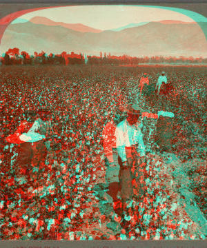 Picking cotton with Chinese labor on irrigated land at the foot of the Andes, Vitarte, Peru. [ca. 1900]