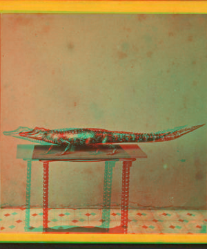 [Studio photograph of an alligator on table.] 1867?-1885? [ca. 187-]