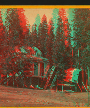 Stump House and butt-end of Original Big Tree, diam. 32 ft., Calaveras Co. ca. 1870 1870