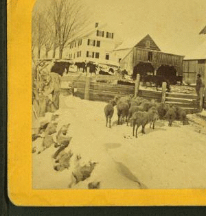 Farm yard. 1870?-1895?