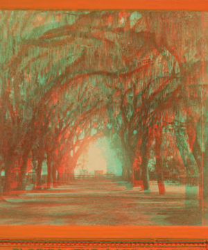 Avenue in Bonaventure, near Savannah, Georgia. 1866?-1905?