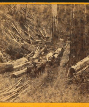 Hauling Red Wood Logs to Casper River, Mendocino Co. 1865?-1880? 1870