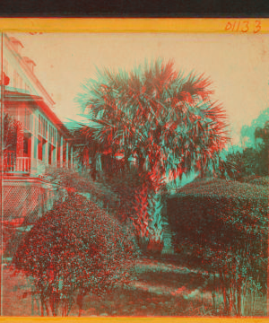 The palmetto tree. 1860?-1903?