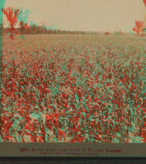 In the great corn fields of eastern Kansas, U.S.A. 1868?-1906? 1897