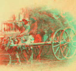 15th Amendment bringing his crop to town. [Man on an oxcart loaded with hay.] 1868?-1900?