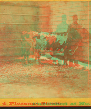 [Man and cow in corner of yard.] 1860?-1890?