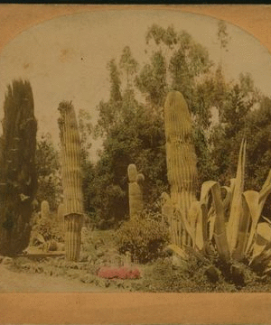 The Standard Cactus, Palo Alto, California. ca. 1885 1863?-1906