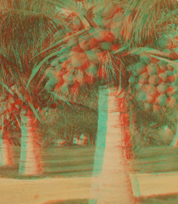 Cocoanut [coconut] trees in the white sands of Florida, U.S.A. 1870?-1910?