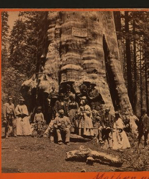 Mother of the Forrest [sic]. 1867?-1902