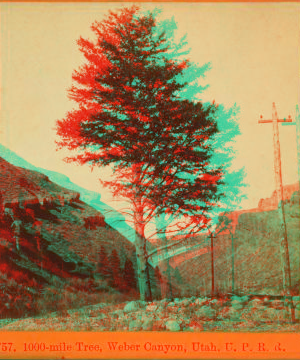 1,000-mile Tree, Weber Canyon, Utah. U.P.R.R. 1866?-1872?