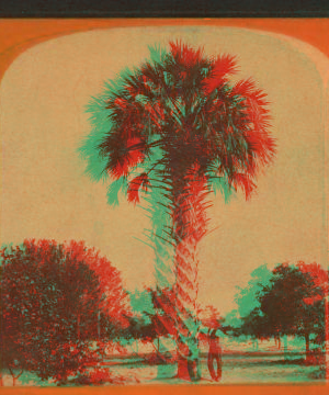 The Palmetto, Palatka. [ca. 1880] 1870?-1890?