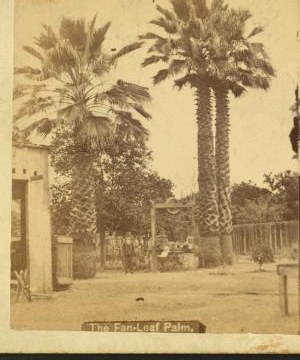 The Fan-Leaf palm. [ca. 1880] 1868?-1910?