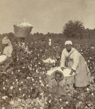 Cotton Field [ca. 1865]