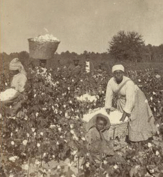Cotton Field [ca. 1865]