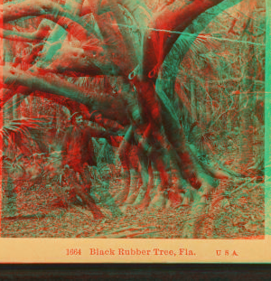 Black Rubber Tree, Fla., U. S. A. [ca. 1890] 1868?-1910?