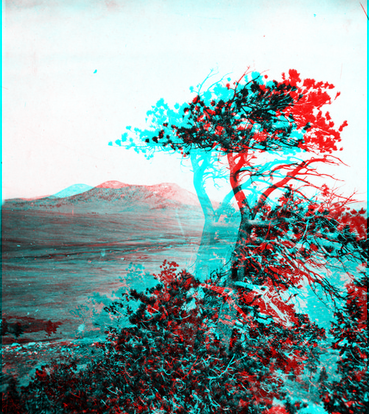 Tree study on tableland, near Palmer Lake. El Paso County, Colorado. 1874.