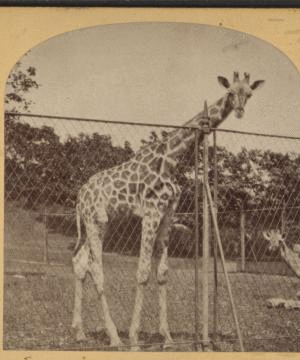 Giraffe, Central Park, New York. [1865?-1901?]