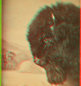 [View of a buffalo head in front of a painted background.] 1862?-1903