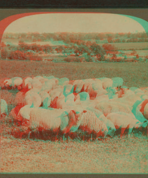 Prize winning sheep (thoroughbred Shropshires) in rich clover pasture, southern Michigan. c1908 1870?-1908