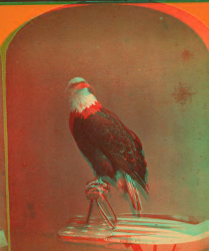 The Centennial photograph of "Old Abe," the live Wisconsin war eagle. Agricultural Hall, (International exposition), Philadelphia, 1876. 1876