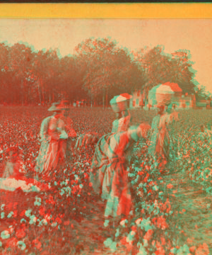 Cotton field. 1870?-1885?