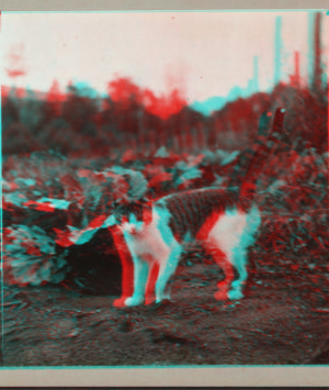 [Cat standing in a field.] September 1918 1915-1919