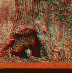 Pioneer's Cabin, near view, diameter 32 ft. Mammoth Grove, Calaveras County. ca. 1864?-1874? 1864?-1874?