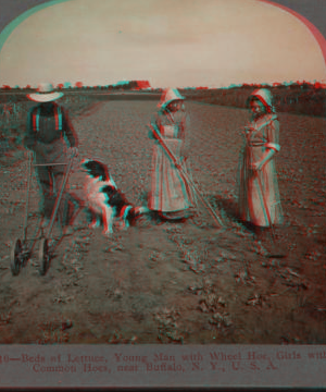 Beds of lettuce, young man with wheel hoe, girls with common hoes, near Buffalo, N.Y., U.S.A. [1865?-1905?] 1906