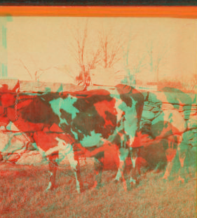 [View of a cow next to stone fence.] 1865?-1885?