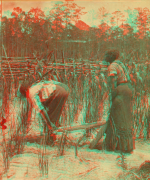 Ploughing rice. [Plowing rice.] 1868?-1900?