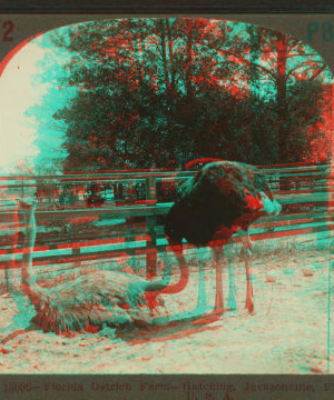 Florida Ostrich Farm - Hatching, Jacksonville, Fla., U. S. A. 1870?-1906? [ca. 1890]