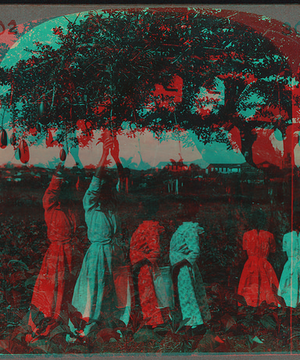 Plantation scene, showing a tobacco field, San Luis, Cuba