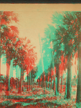 Palmetto trees at Fort George, Florida. 1870-1890 1865?-1890?