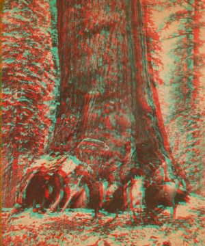 Big Trees the Grisley Giant, Mariposa Grove, Cal. 1867?-1902