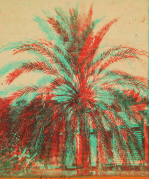 Date palm. 1870?-1910?