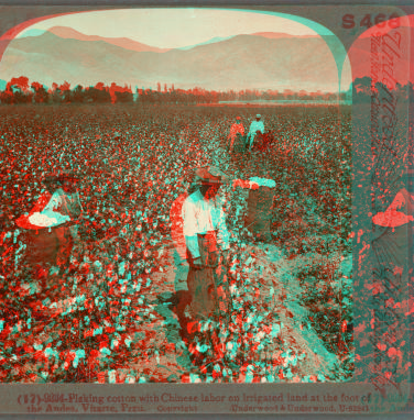 Picking cotton with Chinese labor on irrigated land at the foot of the Andes, Vitarte, Peru. [ca. 1900]