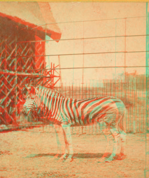 Burchell's zebra. 1865?-1880?