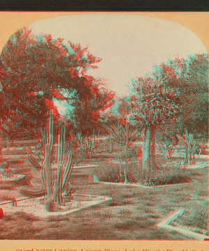 Cactus Garden, Craign Place, Lake Worth, Fla. 1870?-1905?