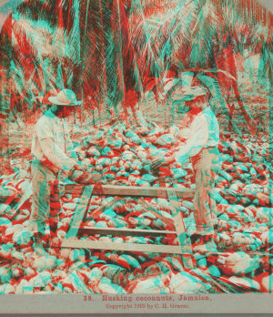 Husking coconuts, Jamaica. 1899