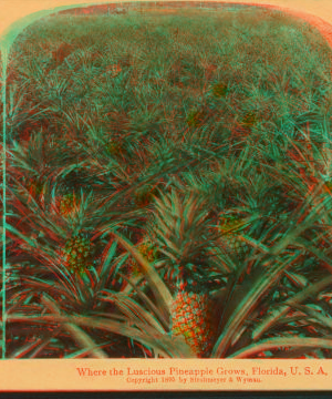 Where the luscious pineapple grows, Florida, U.S.A. [Color view.] 1870?-1910?