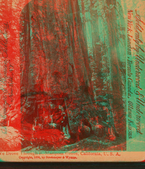 Wawona, as we drove through it, Mariposa Grove, California, U. S. A.. 1894 1867?-1902