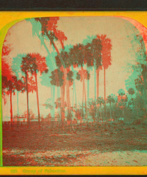 Group of Palmettos. [ca. 1865] 1868?-1910?