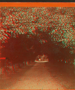 Orange archway on Mr. Ball's place, known as Lover's Lane. 1868?-1895?